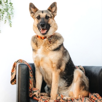 Собаки в добрые руки - Тина - 4