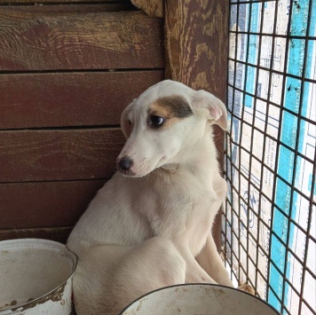 Собаки в добрые руки - Дюша - 1