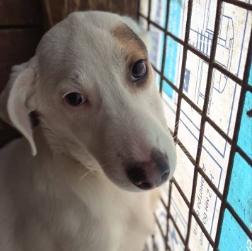 Собаки в добрые руки - Дюша - 2