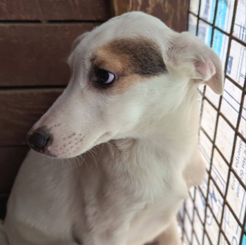 Собаки в добрые руки - Дюша - 3