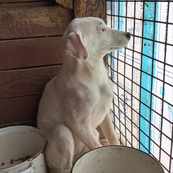 Собаки в добрые руки - Дюша - 4