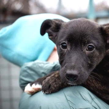 Собаки в добрые руки - Наоми