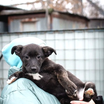 Собаки в добрые руки - Наоми - 1