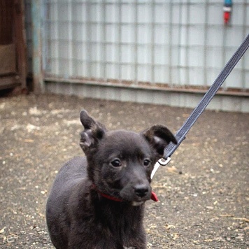 Собаки в добрые руки - Наоми - 2