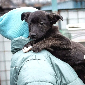 Собаки в добрые руки - Наоми - 3