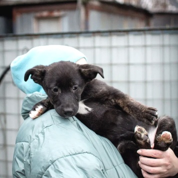 Собаки в добрые руки - Наоми - 4