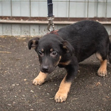Собаки в добрые руки - Бостон