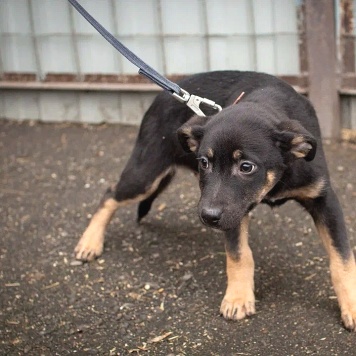 Собаки в добрые руки - Бостон - 1