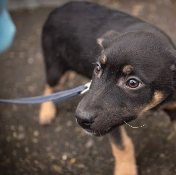 Собаки в добрые руки - Бостон - 2