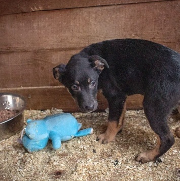 Собаки в добрые руки - Бостон - 3