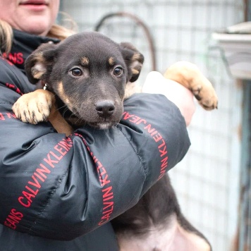 Собаки в добрые руки - Бостон - 4