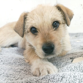 Собаки в добрые руки - Микки