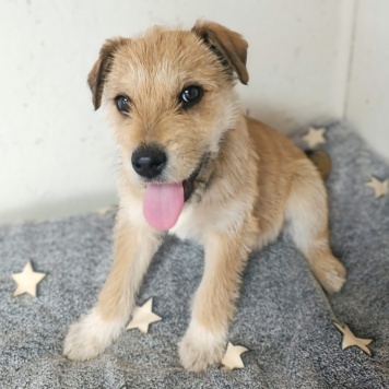 Собаки в добрые руки - Микки - 1