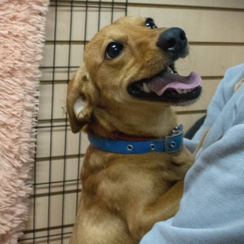 Собаки в добрые руки - Флинти