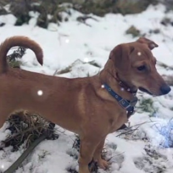 Собаки в добрые руки - Флинти - 1