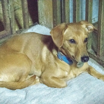 Собаки в добрые руки - Флинти - 2