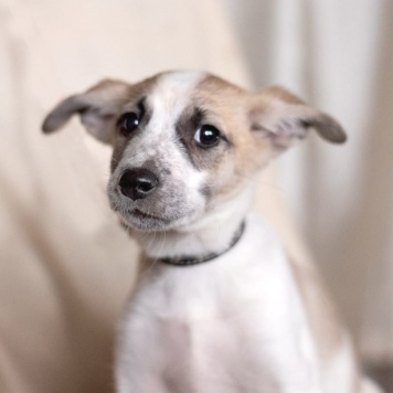 Собаки в добрые руки - Юми - 1