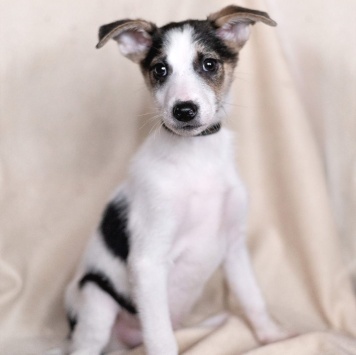 Собаки в добрые руки - Юкки