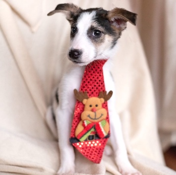 Собаки в добрые руки - Юкки - 1