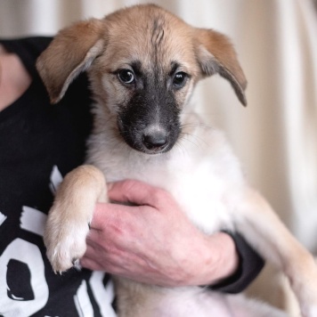 Собаки в добрые руки - Юна - 1