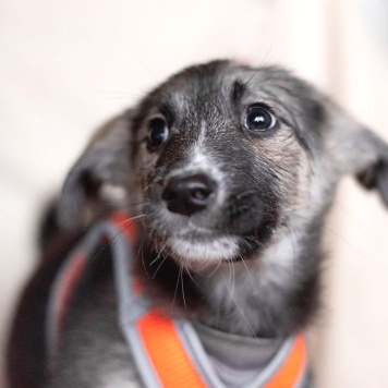 Собаки в добрые руки - Юкон