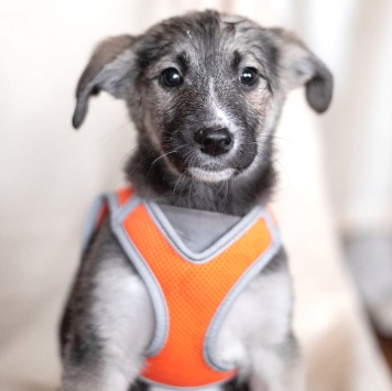 Собаки в добрые руки - Юкон - 1