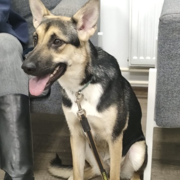 Альфа - Собаки в добрые руки