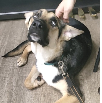 Собаки в добрые руки - Альфа - 1