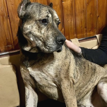 Собаки в добрые руки - Алана - 1