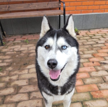 Собаки в добрые руки - Лулу