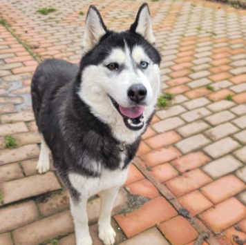 Собаки в добрые руки - Лулу - 2