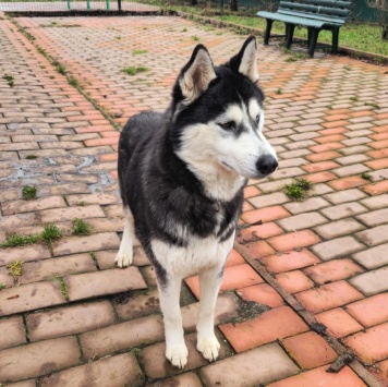 Собаки в добрые руки - Лулу - 3