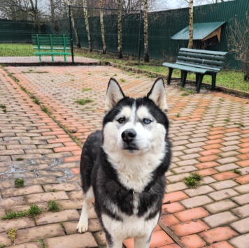 Собаки в добрые руки - Лулу - 4