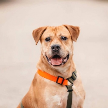 Собаки в добрые руки - Рэм