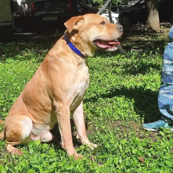 Собаки в добрые руки - Рэм - 1