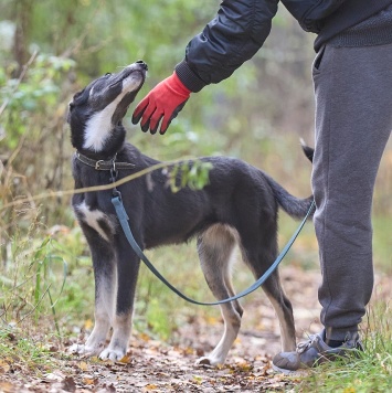 Собаки в добрые руки - Лилу - 1