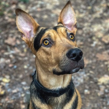 Собаки в добрые руки - Рокки