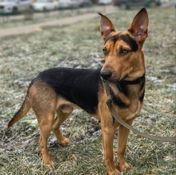 Собаки в добрые руки - Рокки - 1