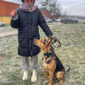 Собаки в добрые руки - Рокки - 2