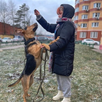 Собаки в добрые руки - Рокки - 3
