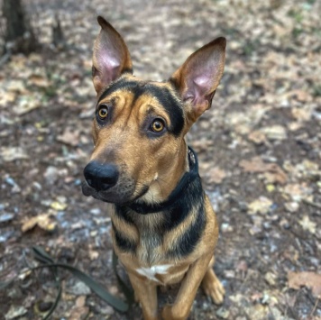 Собаки в добрые руки - Рокки - 4