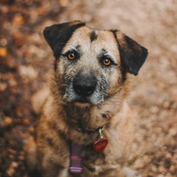 Собаки в добрые руки - Тера