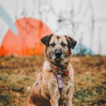 Собаки в добрые руки - Тера - 2