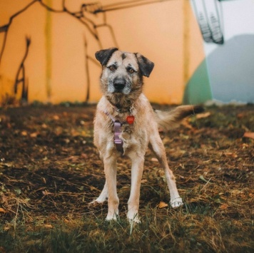 Собаки в добрые руки - Тера - 3