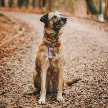 Собаки в добрые руки - Тера - 4