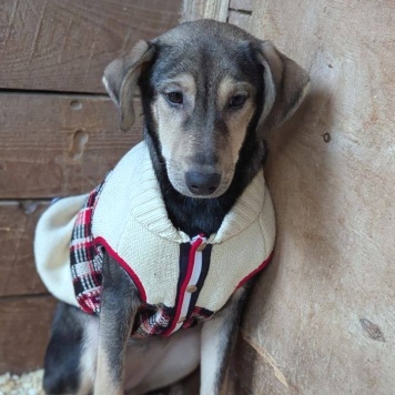 Собаки в добрые руки - Ниточка