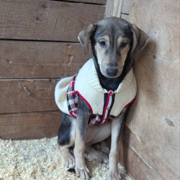 Собаки в добрые руки - Ниточка - 1