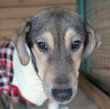 Собаки в добрые руки - Ниточка - 2