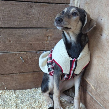 Собаки в добрые руки - Ниточка - 4