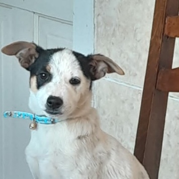 Собаки в добрые руки - Белка